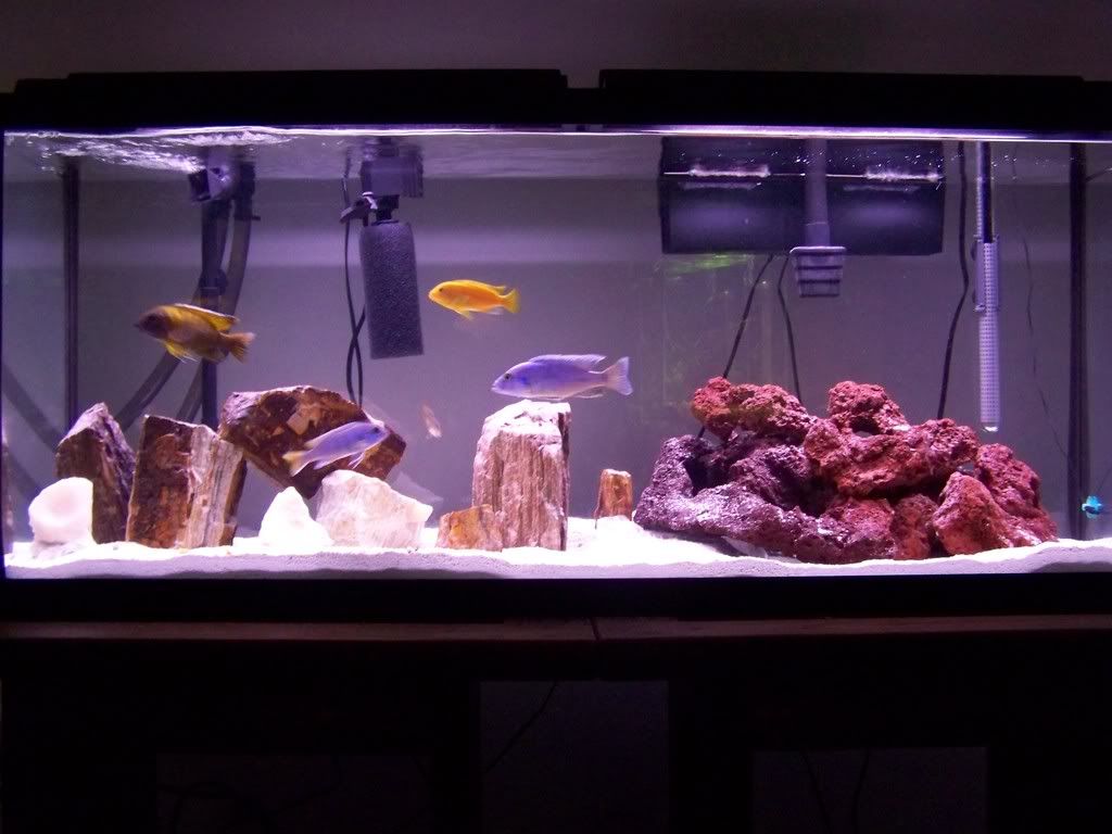 how does the tank look?? Cichlid Fish Forum